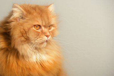 Tutum hayvan ile Zencefil kedi