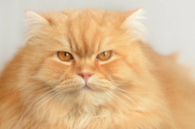 Zencefilli kabarık kedi. Sevimli Hayvan portre