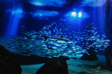 Akvaryum koyu derin mavi su büyük balıklar