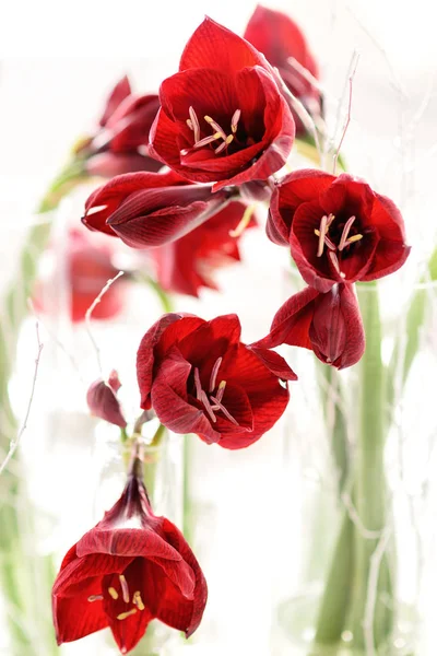 Arreglo Floral Con Luz Lirios Rojos Por Detrás Suave — Foto de Stock