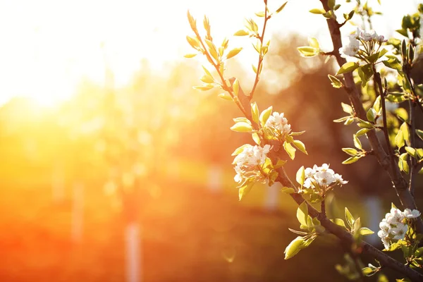 Baharda Elma çiçekleri Çiçek açan bir ağacın yumuşak görüntüsü