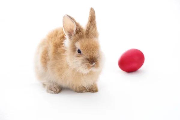 Cute Little Bunny Rabbit Isolated White Background — Stock Photo, Image
