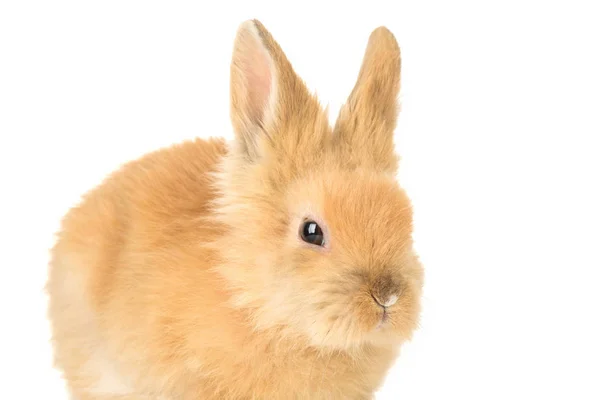 Lindo Conejito Conejo Aislado Sobre Fondo Blanco — Foto de Stock