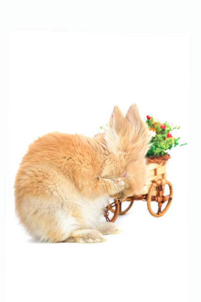 Cute little bunny rabbit isolated on white background