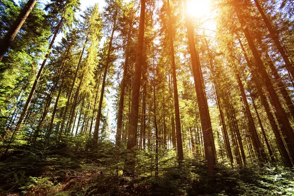 Wide angle shot deep in the forrest of trees
