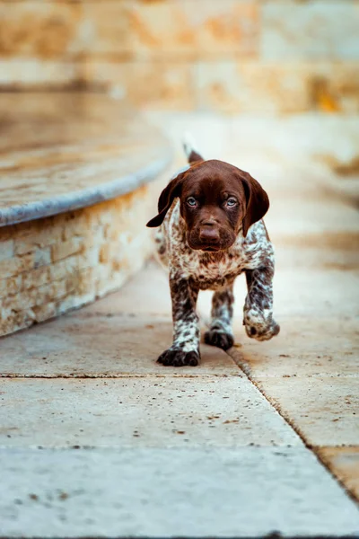 아름다운 강아지 독일어 포인터 — 스톡 사진