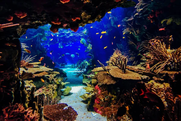 aquarium with fishes, for background