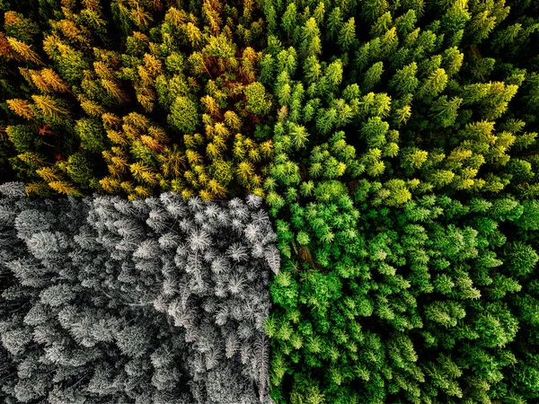 Four seasons colliding spring summer autumn and winter forest aerial shot with trees sunlight