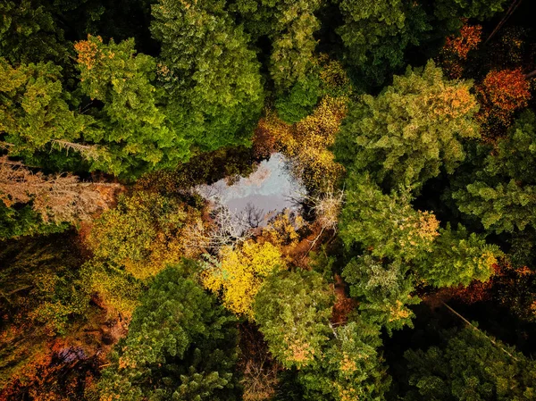 Μια Θέα Πάνω Από Δέντρα Ενός Δάσους Μια Λίμνη Γαλάζια — Φωτογραφία Αρχείου