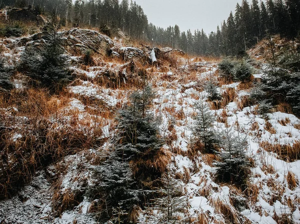 雪に覆われた森と水と冬の背景の航空写真 — ストック写真