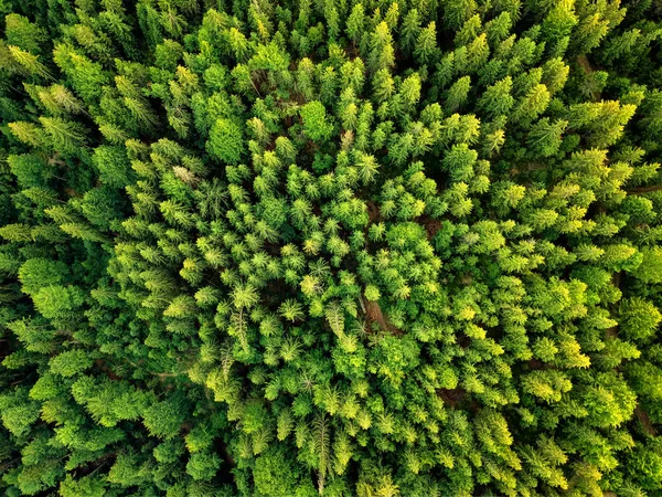Yaz sıcak güneş ışığı orman havadan görünümü arka plan için mükemmel