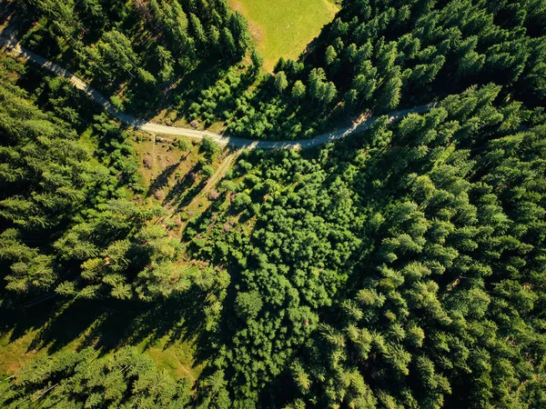Yaz sıcak güneş ışığı orman havadan görünümü arka plan için mükemmel