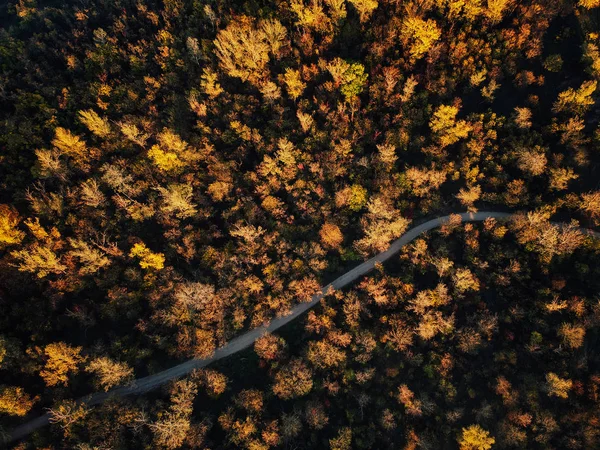 背景に最適な夕日に見事なカラフルな秋の秋の森のドローンビュー — ストック写真