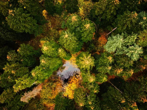 Une Vue Dessus Des Arbres Une Forêt Lac Avec Eau — Photo