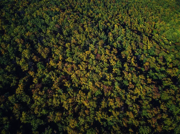 Vue Par Drone Une Superbe Forêt Automne Colorée Coucher Soleil — Photo