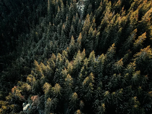 Bird eye, aerial view of forest covered with snow