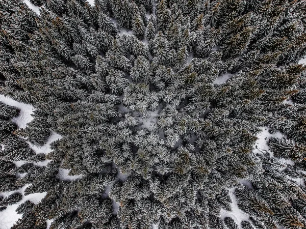 Bird eye, aerial view of forest covered with snow