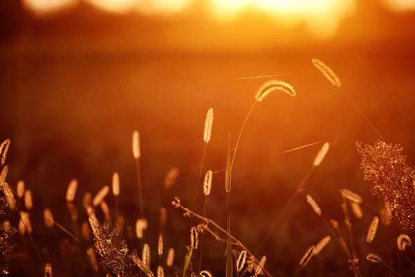 Grass Meadow altın saat Sunset GünDoğumu Güneş ışığı