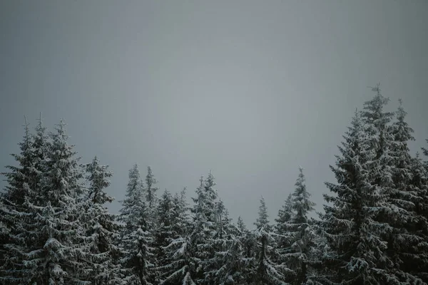 Winter trees landscape wanderlust background