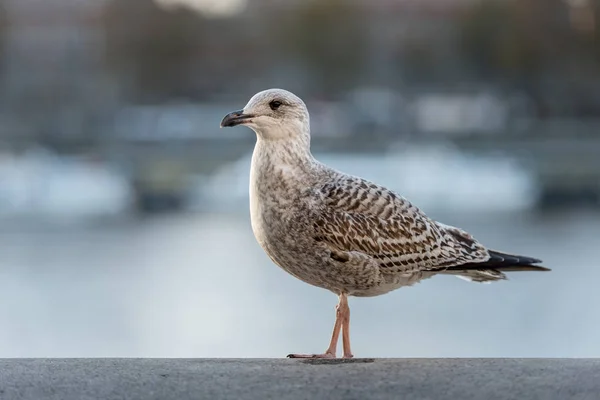 Seagulls Mot Suddiga Stadsbilden — Stockfoto