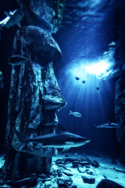 Tiburón Peces Bajo Agua Acuario Rodeado Figurillas Isla Pascua Fondo — Foto de Stock