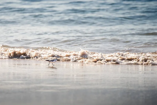 Sanderling Bird Tipo Arenisca Arena Playa Húmeda — Foto de Stock