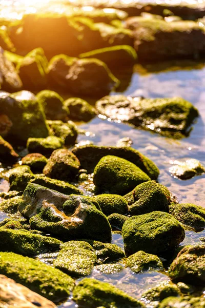 Textura Fondo Costero Algas Sobre Rocas Marea Baja — Foto de Stock