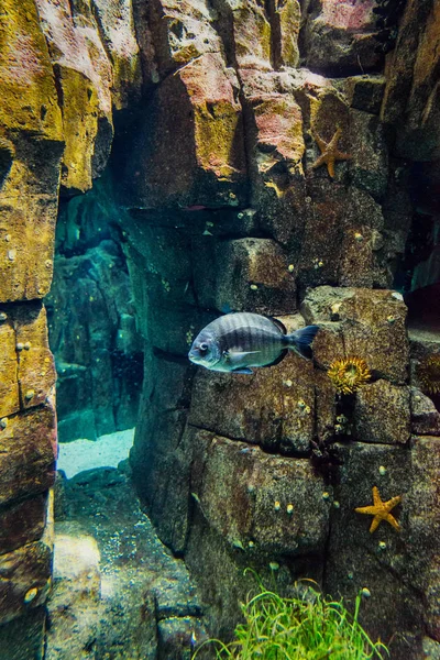 Arrecife Fotográfico Submarino Pescados Tropicales — Foto de Stock