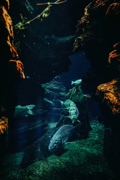 Big fishes in aquarium dark deep blue water