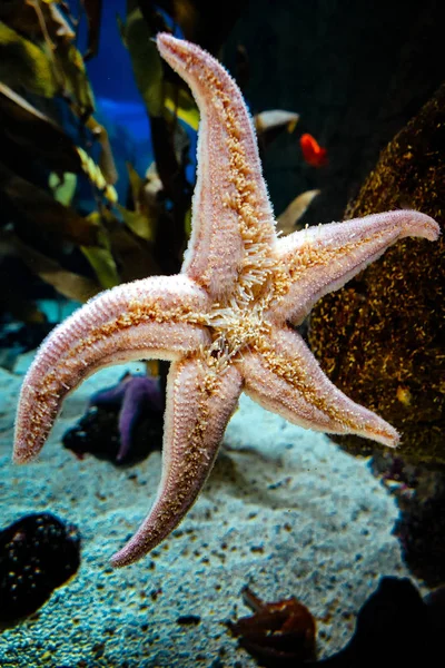 Starfish or sea stars in aquarium in portugal