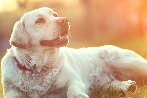 Mooie Labrador Hond Buitenlucht Met Zonsondergang Achtergrond Stockfoto