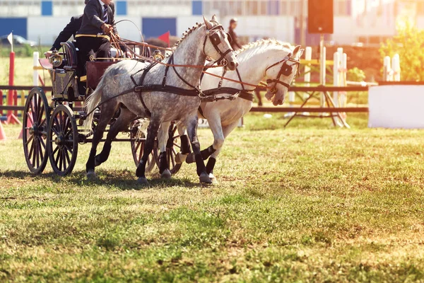 Chariot Race Met Obstakels Paarden Rechtenvrije Stockfoto's