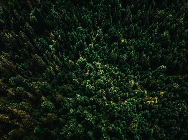 Top Forrest Uitzicht Zon Rechtenvrije Stockafbeeldingen