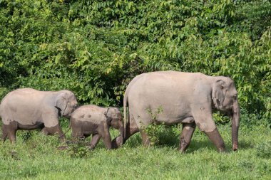 Asya Filleri vardır en büyük yaşam kara Asia.Asian filler hayvanlarda son derece zeki ve bilinçli.