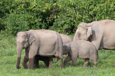 Asya Filleri vardır en büyük yaşam kara Asia.Asian filler hayvanlarda son derece zeki ve bilinçli.