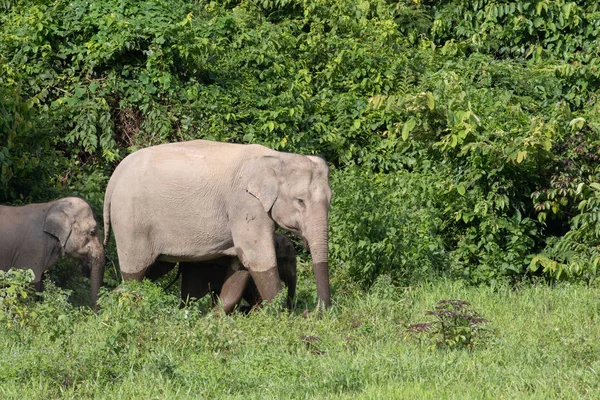 Aziatische Olifanten Zijn Grootste Levende Land Dieren Asia Asian Olifanten — Stockfoto