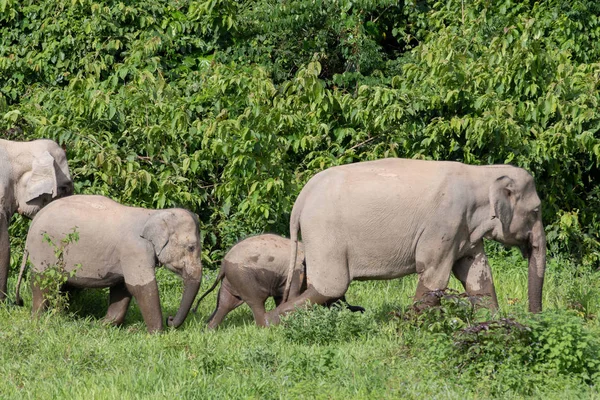 アジア象は最大級の生活ランド Asia Asian 象の動物は非常に知的で自己 — ストック写真