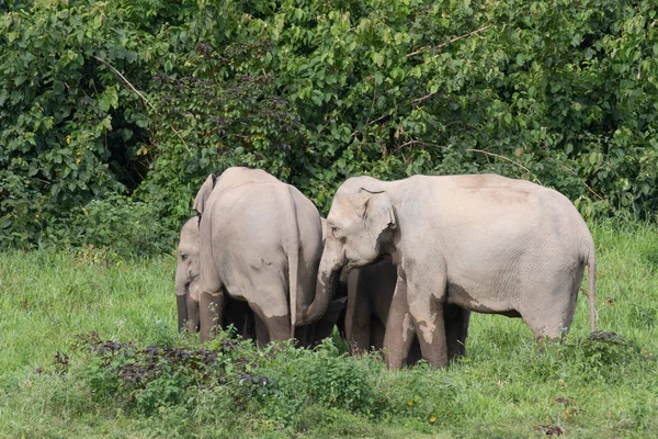 Aziatische Olifanten Zijn Grootste Levende Land Dieren Asia Asian Olifanten — Stockfoto