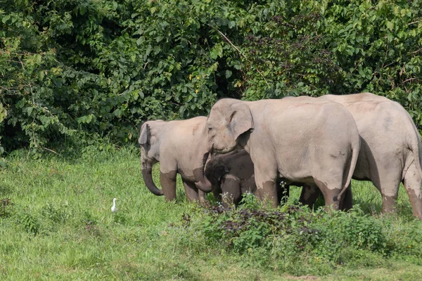 Aziatische Olifanten Zijn Grootste Levende Land Dieren Asia Asian Olifanten — Stockfoto