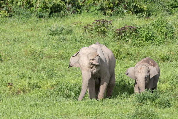 Aziatische olifant is groot vijf dier in Azië — Stockfoto