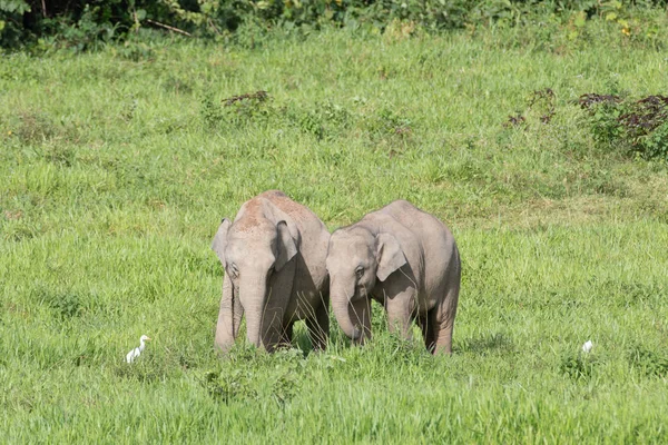 Elefante asiático es grande cinco animal en asia — Foto de Stock