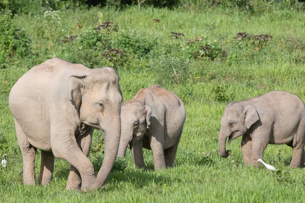 Aziatische Olifanten Zijn Grootste Levende Land Dieren Asia Asian Olifanten — Stockfoto