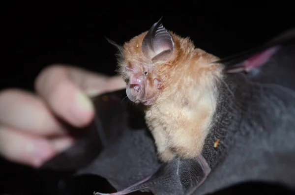 stock image esser false vampire bat  are sleeping in the cave hanging on the ceiling period midday