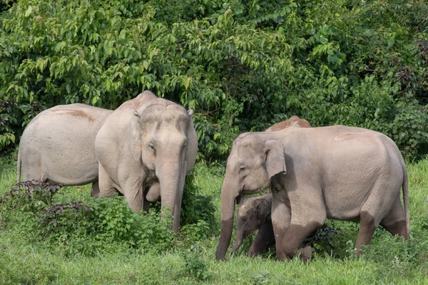 Asiatische Elefanten Sind Die Größten Lebenden Landtiere Asiens Asiatische Elefanten — Stockfoto