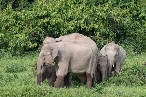 Aziatische Olifanten Zijn Grootste Levende Land Dieren Asia Asian Olifanten — Stockfoto