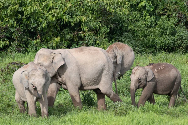 Les Éléphants Asie Sont Les Grands Animaux Terrestres Vivants Asie — Photo