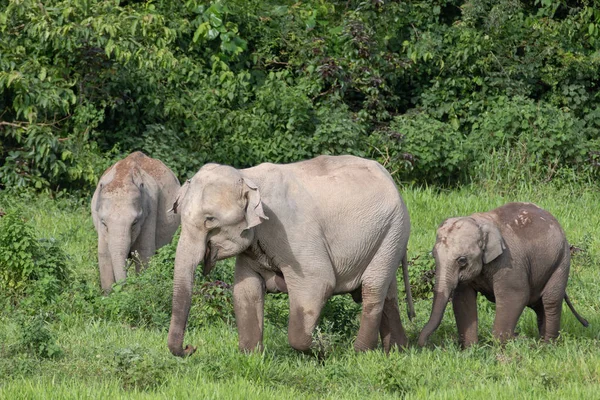 Aziatische Olifanten Zijn Grootste Levende Land Dieren Asia Asian Olifanten — Stockfoto