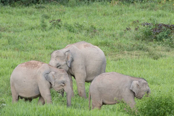 アジア象は最大級の生活ランド Asia Asian 象の動物は非常に知的で自己 — ストック写真