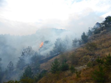 Kislovodsk, Rusya'nın Kislovodsk şehrindeki bir ring-mount'daki ormanda yangın
