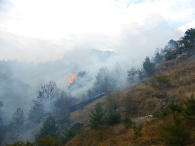 Kislovodsk, Rusya'nın Kislovodsk şehrindeki bir ring-mount'daki ormanda yangın